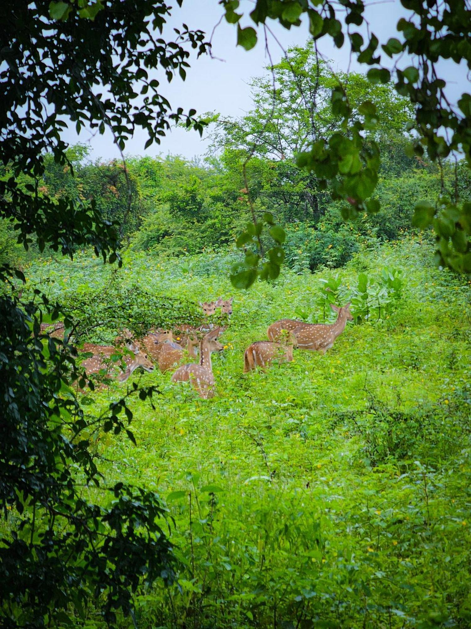 Peacock'S Paradise Safari Hostel Udawalawe Zewnętrze zdjęcie
